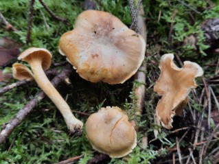 Cantharellus amethysteus