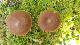 Cortinarius chrysolitus