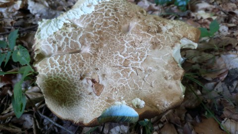 Caloboletus radicans