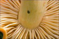 Cuphophyllus pratensis