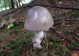 Amanita argentea