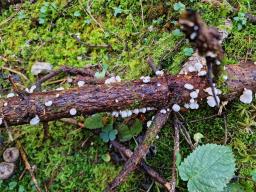 Panellus mitis
