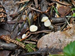 Cudoniella tenuispora