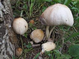 Coprinellus domesticus