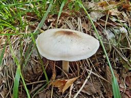 Pluteus petasatus