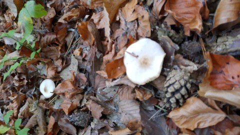 Rhodocollybia asema