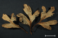 Tranzschelia anemones