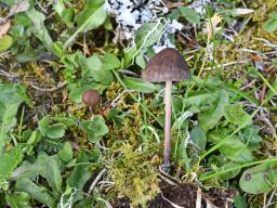 Panaeolus ater