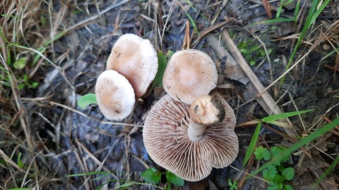 Hebeloma sacchariolens