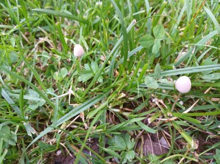 Conocybe apala