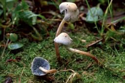 Melanophyllum eyrei