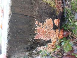 Leucogyrophana pseudomollusca