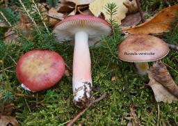 Russula gracillima