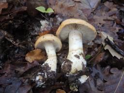 Phlegmacium olidum
