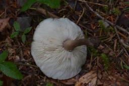 Melanoleuca graminicola