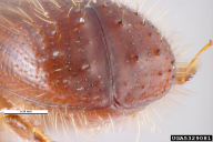 Xyleborus monographus