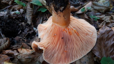 Lactarius deliciosus
