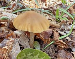 Psathyrella spadiceogrisea