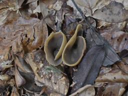Otidea alutacea
