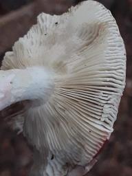 Russula rosea