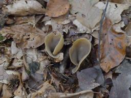 Otidea alutacea