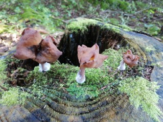 Gyromitra infula