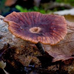 Gymnopus foetidus