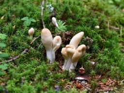Podostroma leucopus