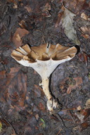 Infundibulicybe gibba