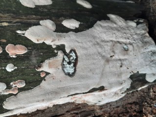 Rhodonia placenta