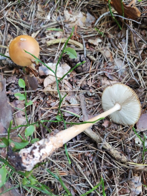 Amanita fulva