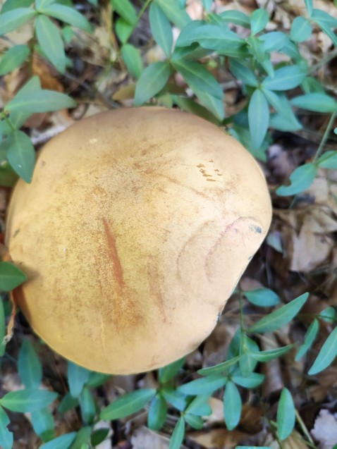 Suillellus mendax