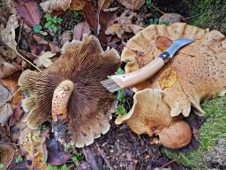 Pholiota squarrosa