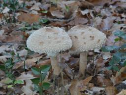 Macrolepiota fuligineosquarrosa
