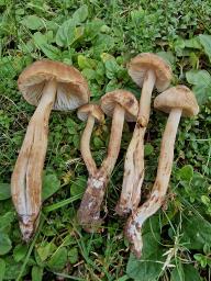 Hygrocybe ingrata