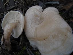 Collybia rivulosa