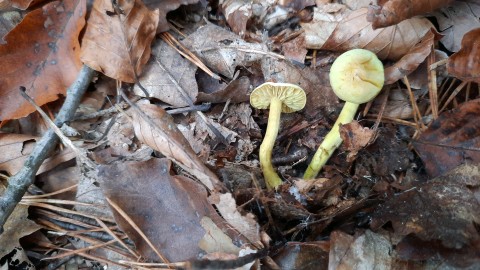 Tricholoma sulphureum