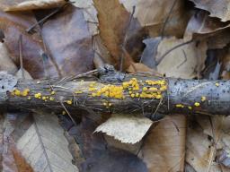 Calycina citrina