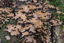Stereum rugosum