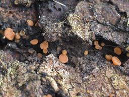 Sarea resinae