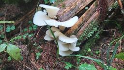 Pleurocybella porrigens