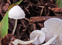 Hemimycena cucullata