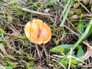 Gliophorus laetus