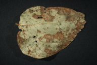 Uromyces appendiculatus