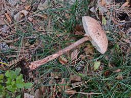 Macrolepiota fuliginosa