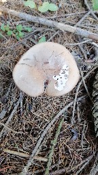 Lepista glaucocana