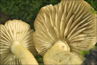 Tricholoma sulphureum