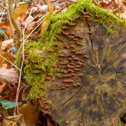 Hymenochaete rubiginosa
