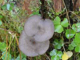 Arrhenia epichysium