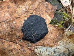 Rhytisma acerinum